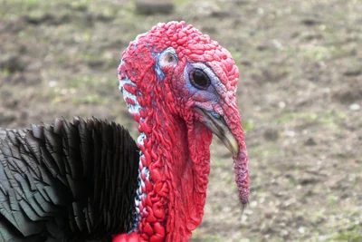 turquie